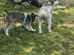 -爪吧宠物乐园 (温榆河示范区店)