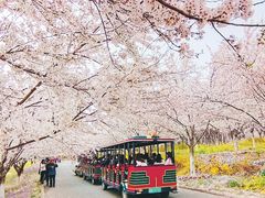 -古柏渡飞黄旅游区