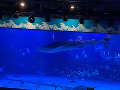 -烟台海昌鲸鲨海洋公园