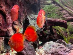 -上海海洋水族馆