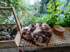 -海边的猫和咖啡馆