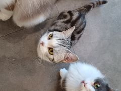 -飞行喵MR PILOT|猫舍·猫咖(静安大融城店)
