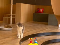 -CAT’S MEWSTAR CAFE·喵星球猫屋(晴湾咖啡店)