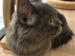 -飞行喵MR PILOT|猫舍·猫咖(静安大融城店)