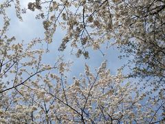 -武汉大学-樱园