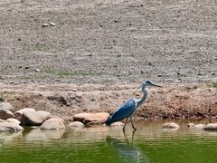 -北京麋鹿生态实验中心