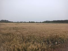 -同里国家湿地公园