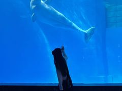 -海合安成都极地海洋公园