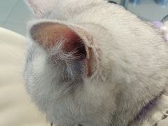 -怪兽屋·羊驼·猫咖·狗咖(俊华广场店)