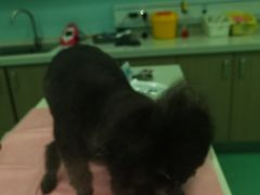 -北京观赏动物医院·24小时大型综合·猫专科·异宠专科