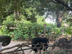-深圳野生动物园