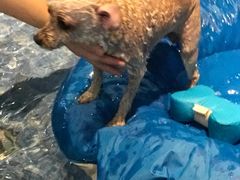 -Oh My Dog宠物沙龙(伊珊娜皮毛护理店)