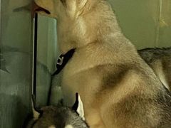 -Husky Go! 哈士奇体验馆·宠物咖啡厅狗咖