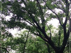 -紫金山山顶公园