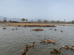 -野鸭湖国家湿地公园