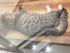 -袖虎·猫馆(体育西路店)