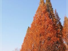 -洛阳市隋唐城遗址植物园