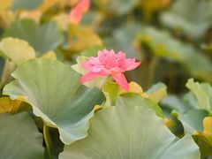 -荷塘月色湿地公园·向阳花洲