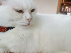 -蓝鲸·缅因猫舍
