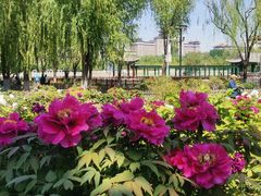 -莲花池公园