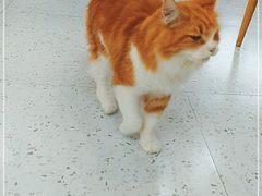 -喵园·猫主题咖啡厅·撸猫·猫咖(国贸店)