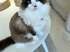 -怪兽屋·羊驼·猫咖·狗咖(俊华广场店)