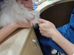 -芭比堂动物医院(广州爱宠下渡路分院)