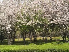 -洛阳市隋唐城遗址植物园