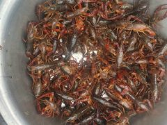 -小李子油焖大虾向阳总店