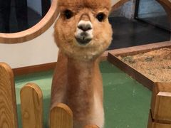 -藦茜花园宠物主题亲子互动体验馆(国顺东路店)