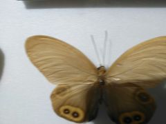 -上海昆虫博物馆