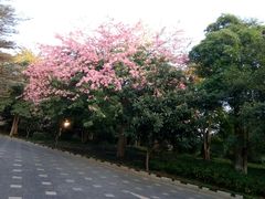 -森波拉火山温泉