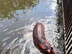 -海南热带野生动植物园