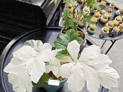 -瑞虹新天地月亮湾