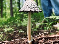 -黄海国家森林公园