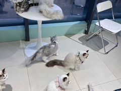 -怪兽屋·羊驼·猫咖·狗咖(俊华广场店)