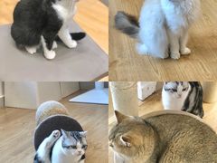 -有喵·猫咖·狗咖·30几只猫10只小狗(岗厦店)