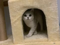 -喵zoo家庭繁育猫舍(尖东智能花园店)