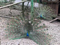 -藏龙百瀑风景区