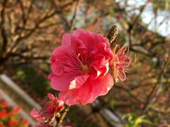 -南国桃园旅游度假区