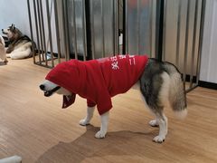 -Husky Go! 哈士奇体验馆·宠物咖啡厅狗咖