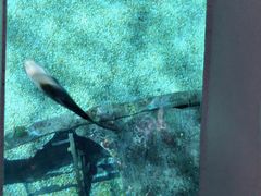 -暹罗海洋世界