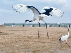 -盐城丹顶鹤湿地生态旅游区
