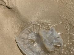 -富国岛翡翠湾 JW 万豪度假酒店