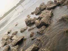 -南汇新城海滩