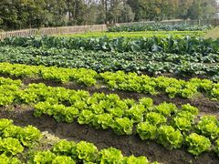 -前小桔亲子创意农场·草莓采摘·露营烧烤