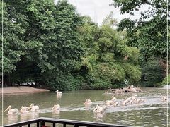 -广州长隆飞鸟乐园