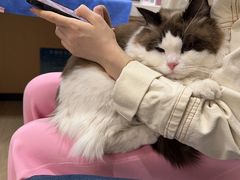 -pd派德宠物中心医院24H急重症·眼科中心·血液透析中心(嵩山北路店)