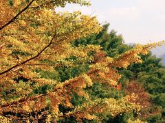 -丹山赤水风景名胜区