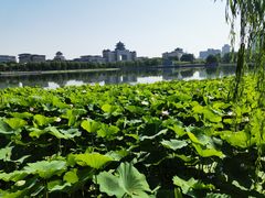 -莲花池公园